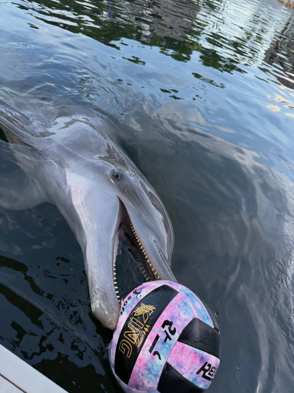 Hai chú cá heo nhảy múa song hành vô cùng nhịp nhàng