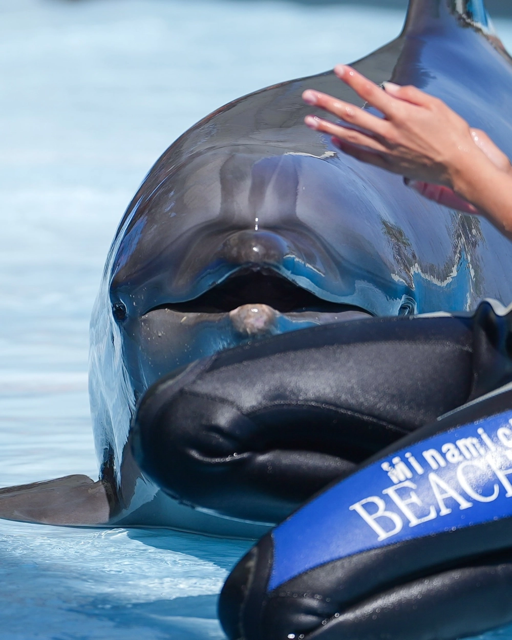 Khoảnh khắc cá heo tung người trên không trung đầy tự do