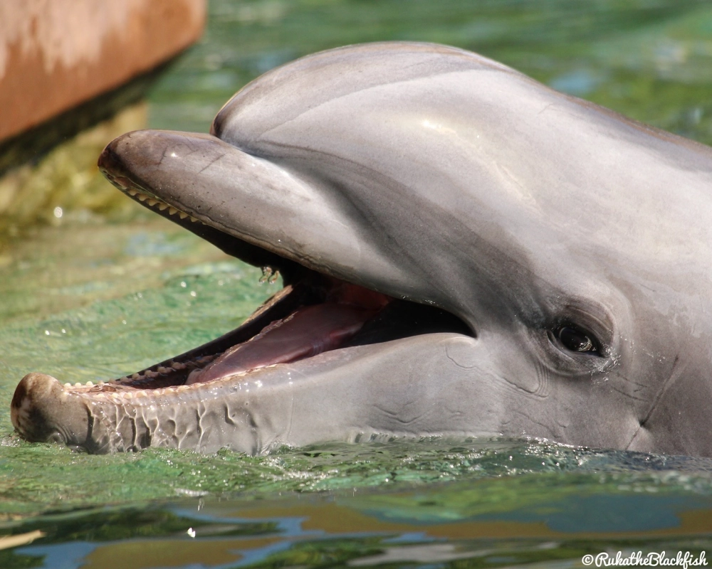 Cá heo nhảy múa vươn mình khỏi mặt biển dưới ánh hoàng hôn