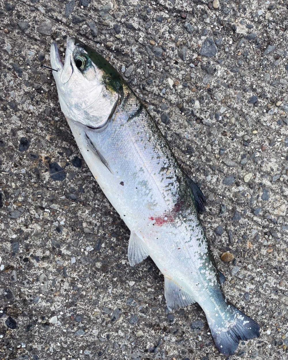 Đĩa cá hồi sashimi được trình bày theo phong cách Nhật Bản