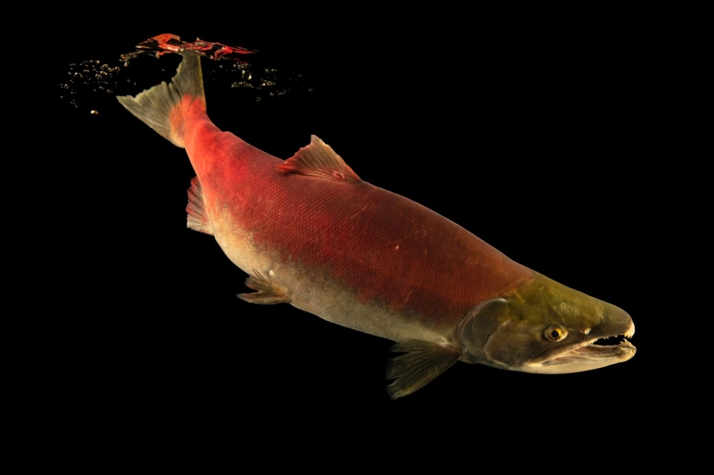 Cá hồi đại dương vẫy đuôi mạnh mẽ dưới sóng biển