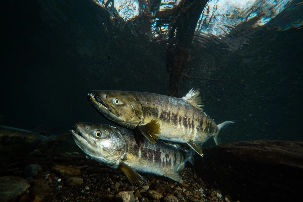 Cận cảnh hình ảnh thịt cá hồi tươi với vân mỡ đều đặn