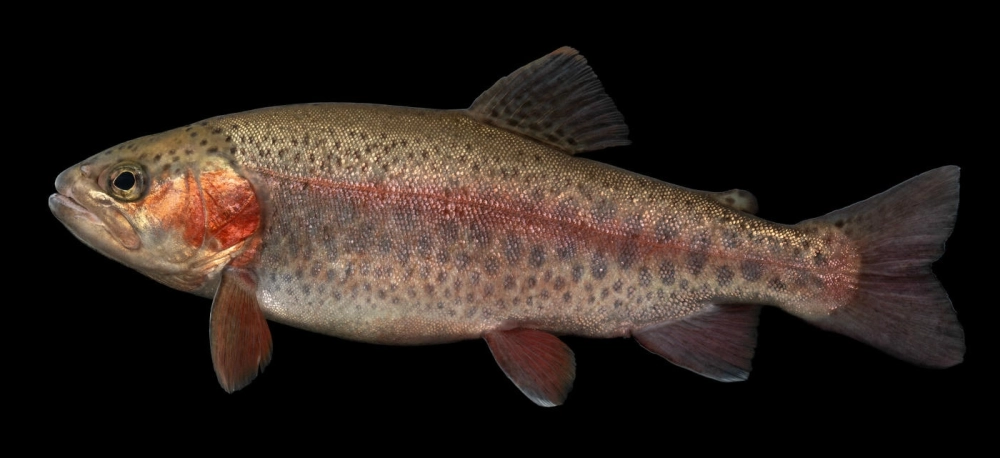 Cá hồi Sockeye đỏ rực bơi lội dưới lòng suối