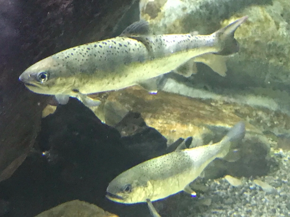 Cách cá hồi tìm đường về nguồn nhờ khứu giác nhạy bén