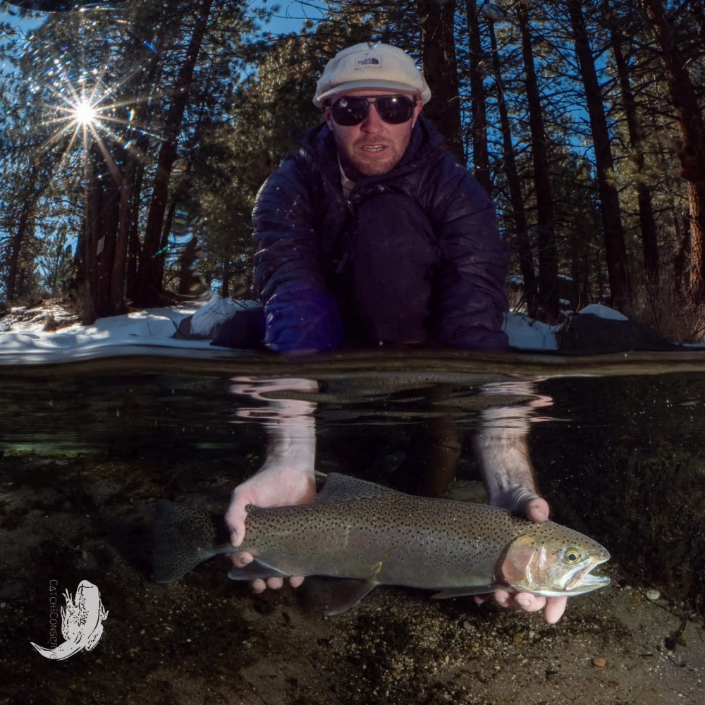 Cá hồi Sockeye đỏ rực rỡ bơi ngược dòng thác đổ