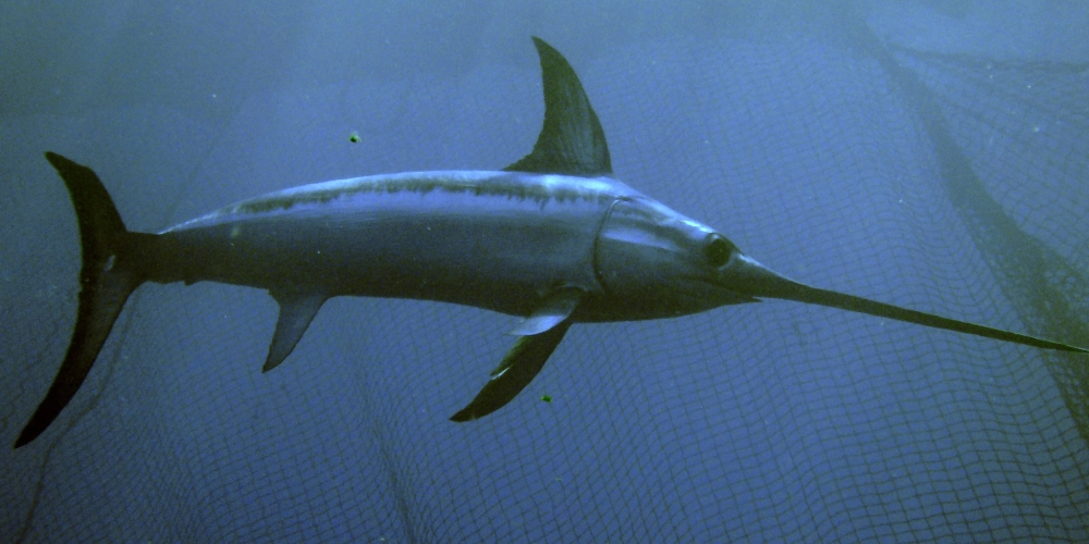 Cá kiếm bơi lướt qua những dải sóng xanh ngắt