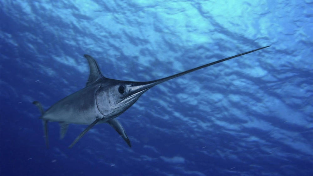 Ảnh chụp cá kiếm nhìn từ góc nghiêng đầy tốc độ