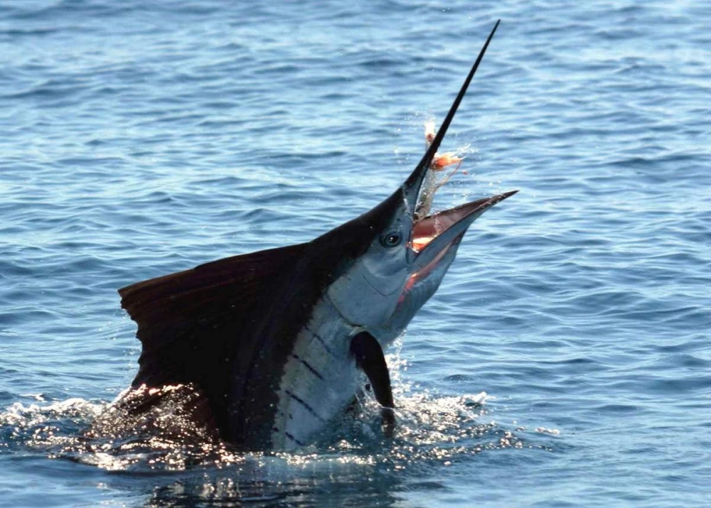 Đường nét thanh thoát của cá kiếm khi bơi nhanh