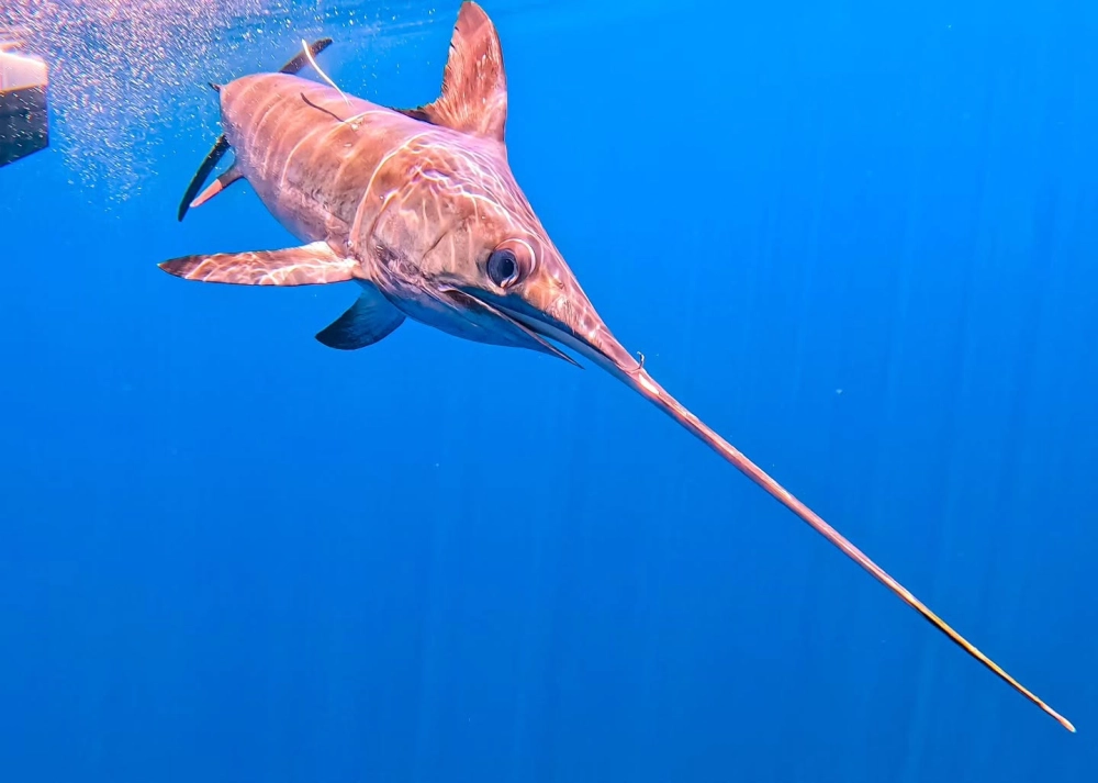 Góc nhìn trực diện đầy quyền lực của loài cá kiếm