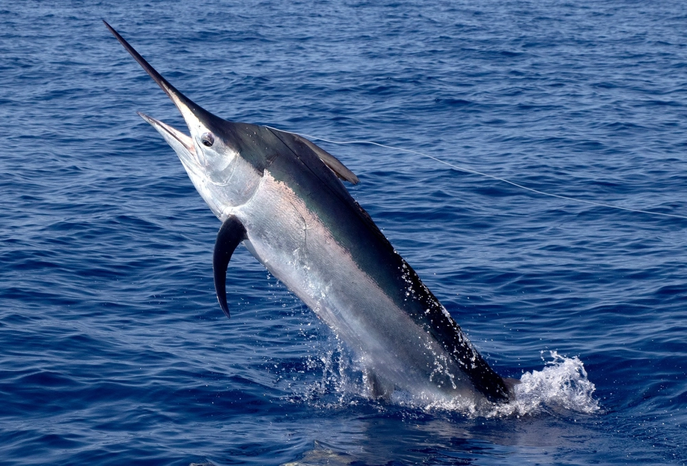 Chi tiết lớp vảy bạc của cá kiếm dưới ánh nắng