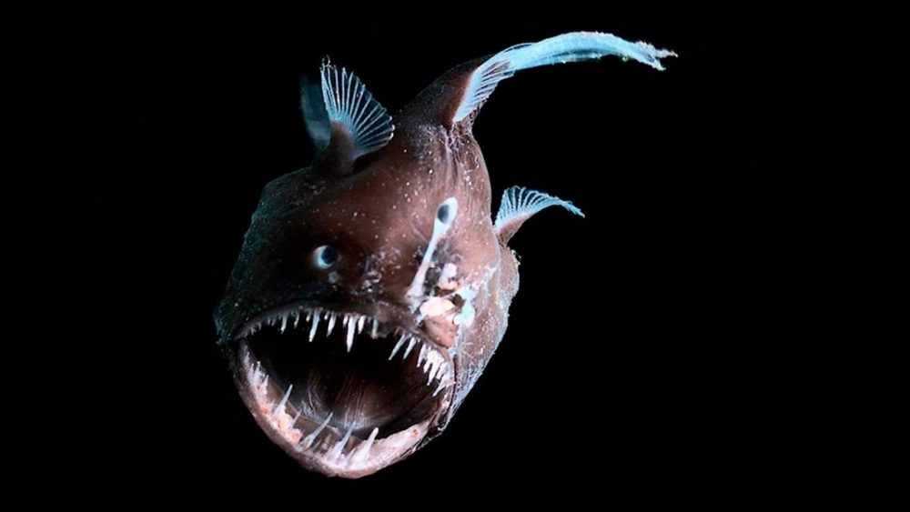 Cá lồng đèn trong môi trường áp suất cao