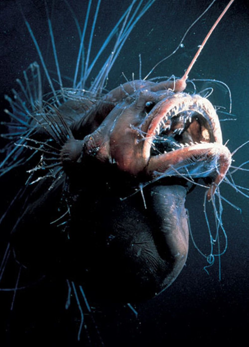 Cận cảnh hàm răng sắc nhọn của cá lồng đèn