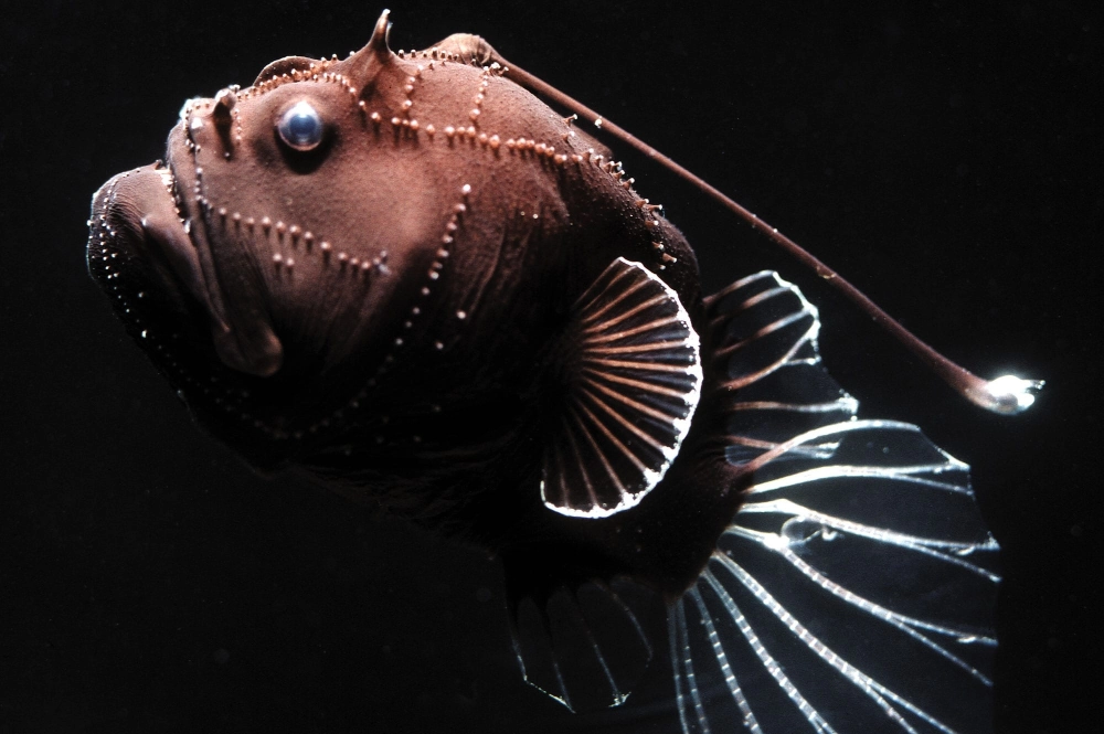 Cá lồng đèn phát quang xanh dịu mắt