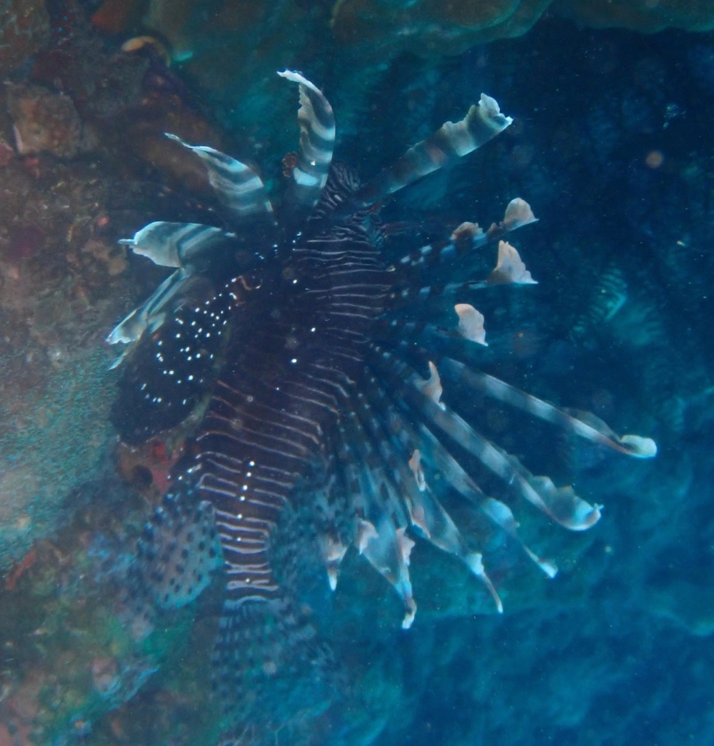 Cá Mao Tiên đỏ nổi bật giữa không gian đại dương