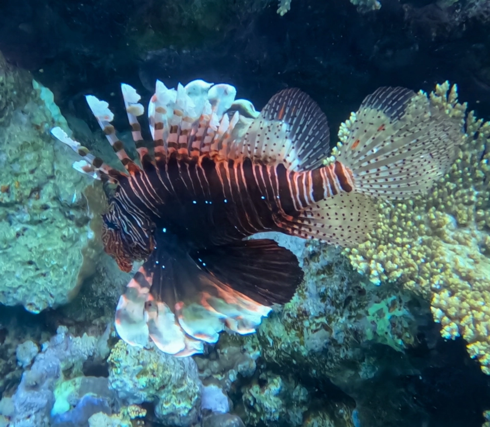 Hình ảnh nghệ thuật về chuyển động của cá Mao Tiên