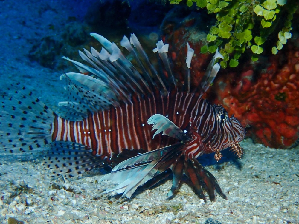Cá sư tử khoe sắc rực rỡ trong rạn san hô nông
