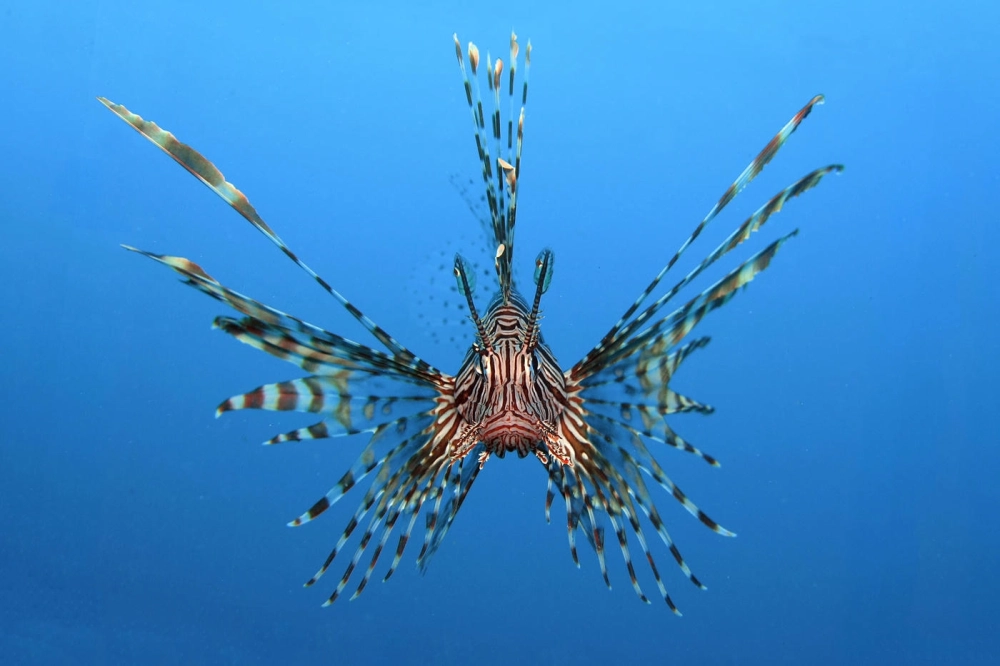 Góc nghiêng thần thánh của cá sư tử biển nhiệt đới