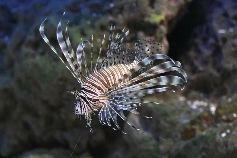 Cá Mao Tiên xòe vây rộng dưới làn nước xanh thẳm