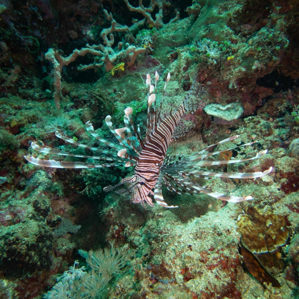 Những gai nhọn đầy mê hoặc của loài cá sư tử biển