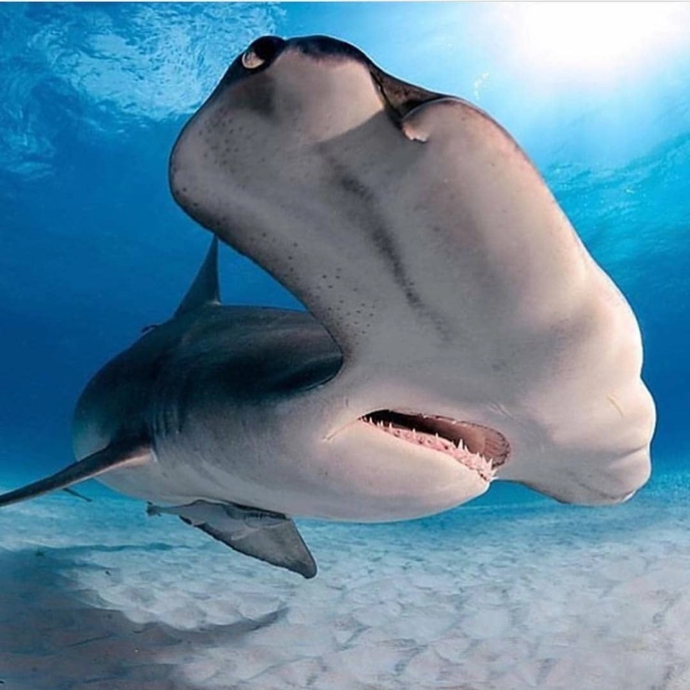 Cá mập búa bơi lội uyển chuyển gần rạn san hô rực rỡ sắc màu