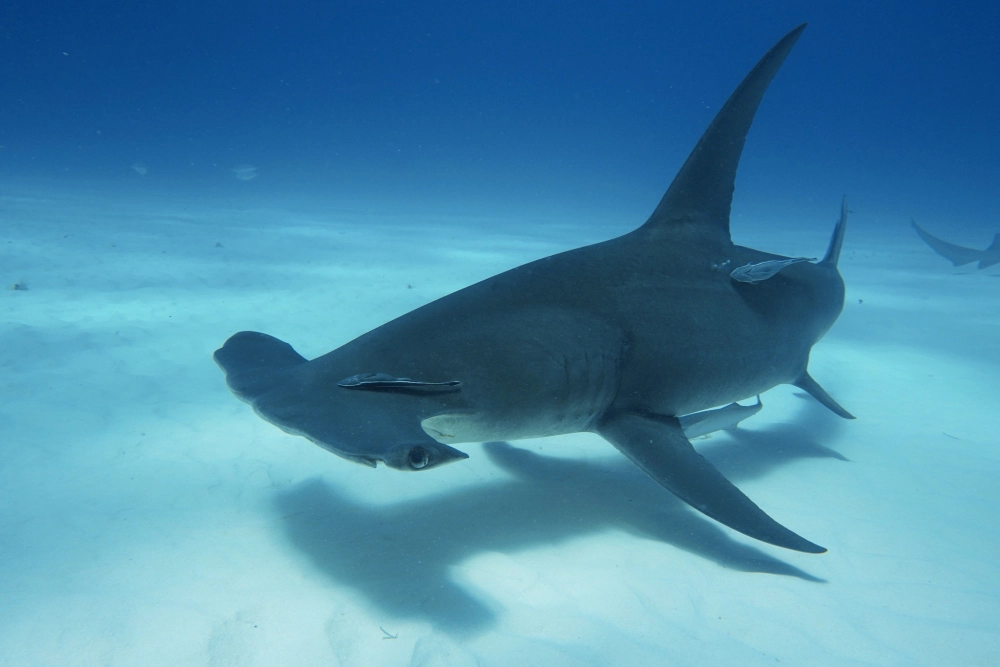 Cá mập búa săn mồi giữa rạn san hô rộng lớn