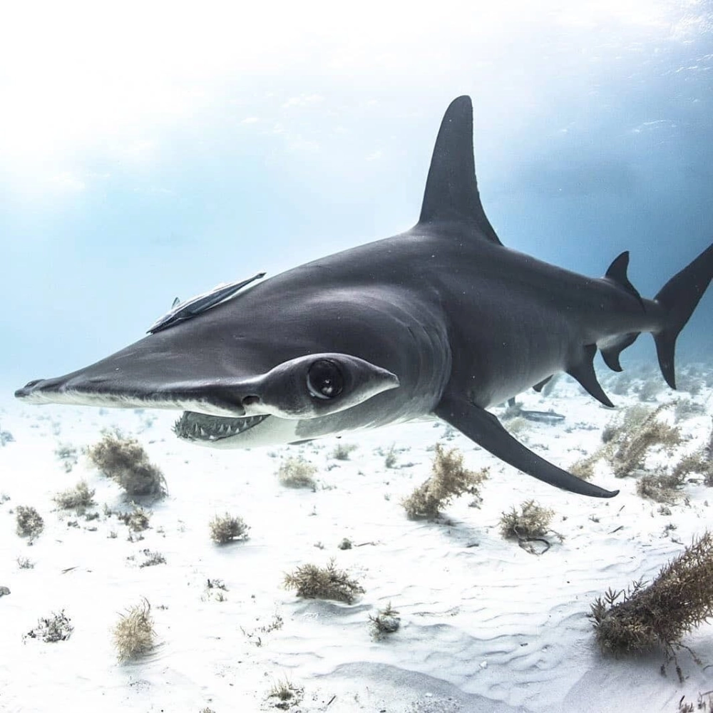 Hình ảnh cá mập búa chụp từ dưới lên đầy nghệ thuật