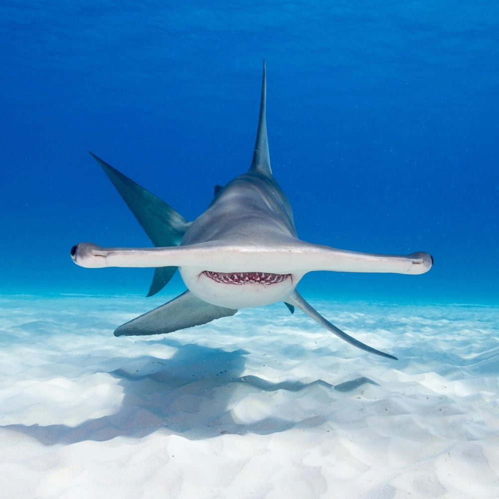 Cá mập búa và sự tương phản màu sắc trong lòng biển