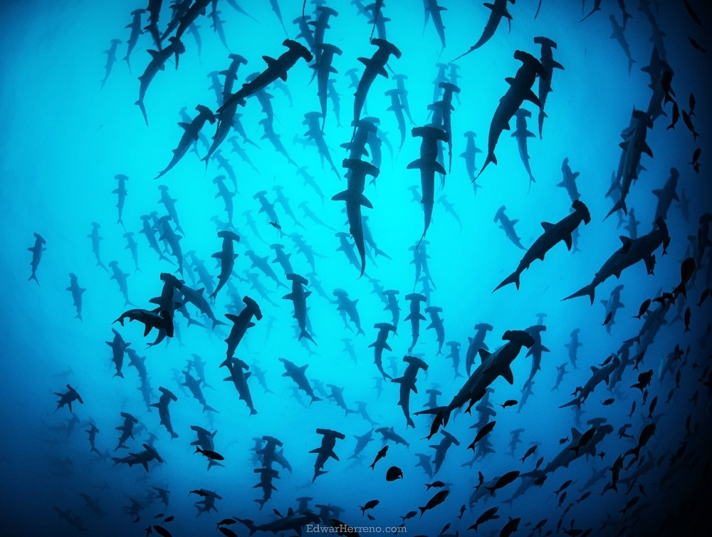 Bóng dáng cá mập búa dưới ánh nắng xuyên qua mặt nước