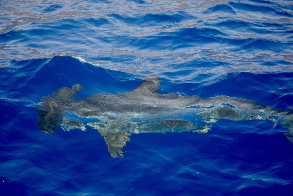 Cận cảnh chiếc đầu độc đáo của cá mập búa đại dương