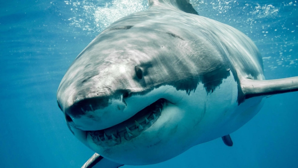 Một chú cá mập trắng bơi giữa những rạn san hô rực rỡ