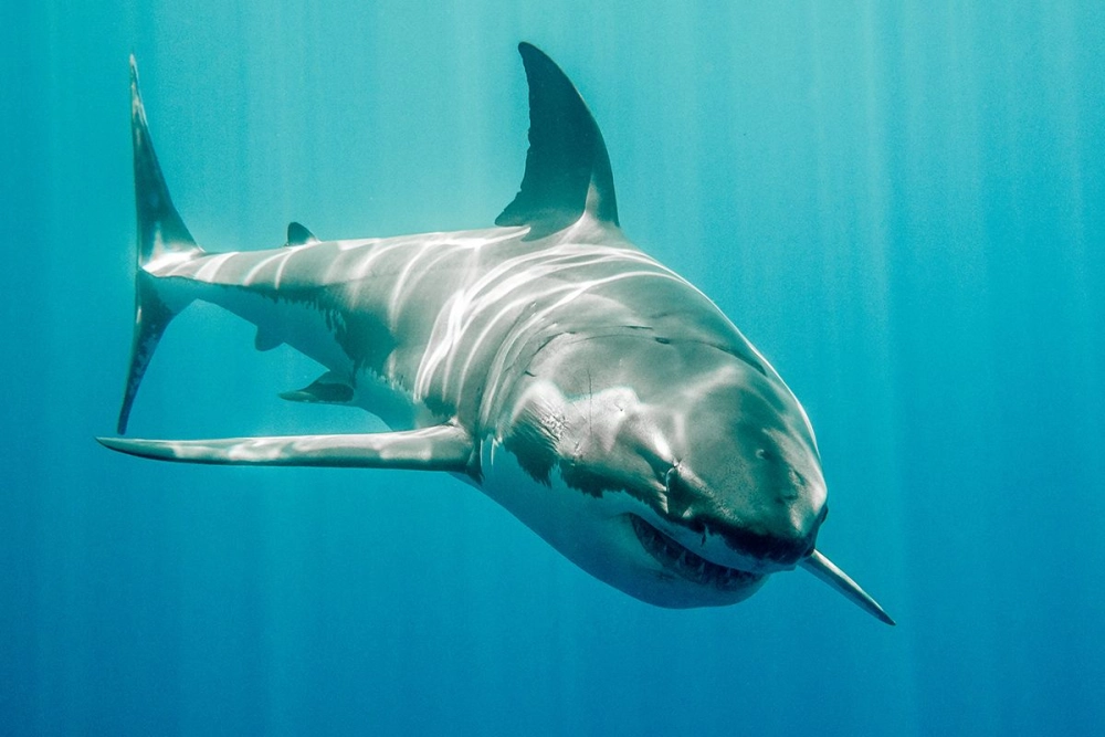Cận cảnh đôi mắt đen sâu thẳm của cá mập trắng
