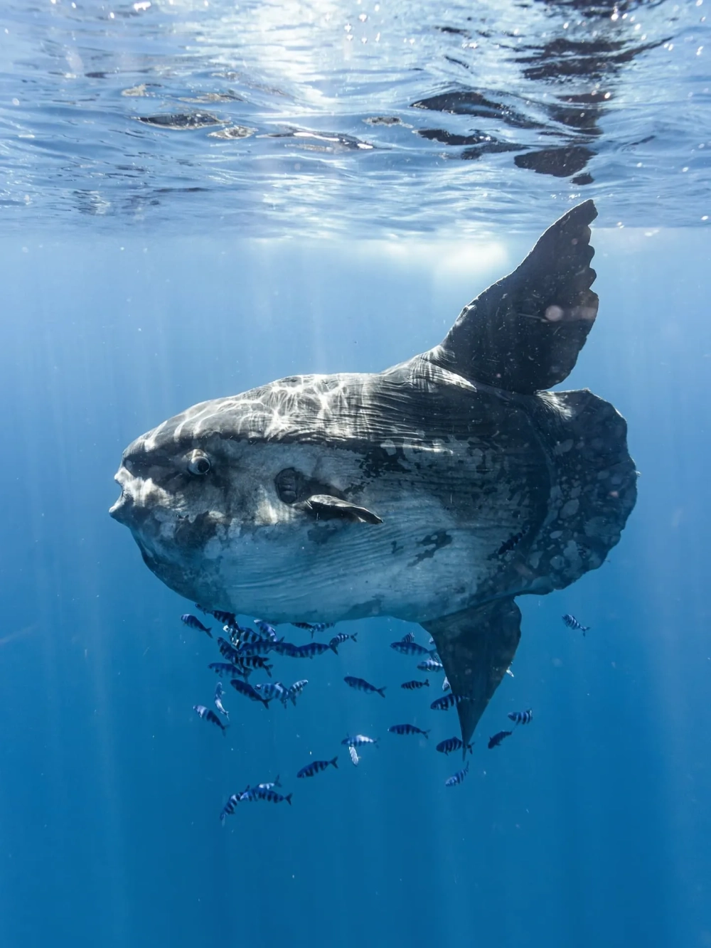 Sự tương phản kích thước giữa cá Mặt Trăng và cá nhỏ