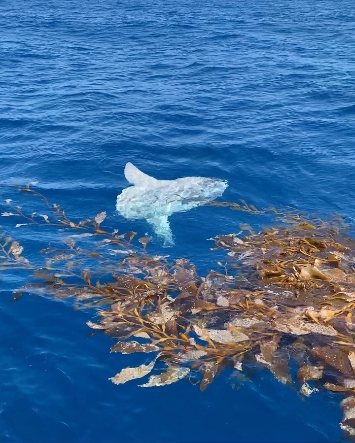 Cá Mặt Trăng khổng lồ lặn sâu dưới đáy biển
