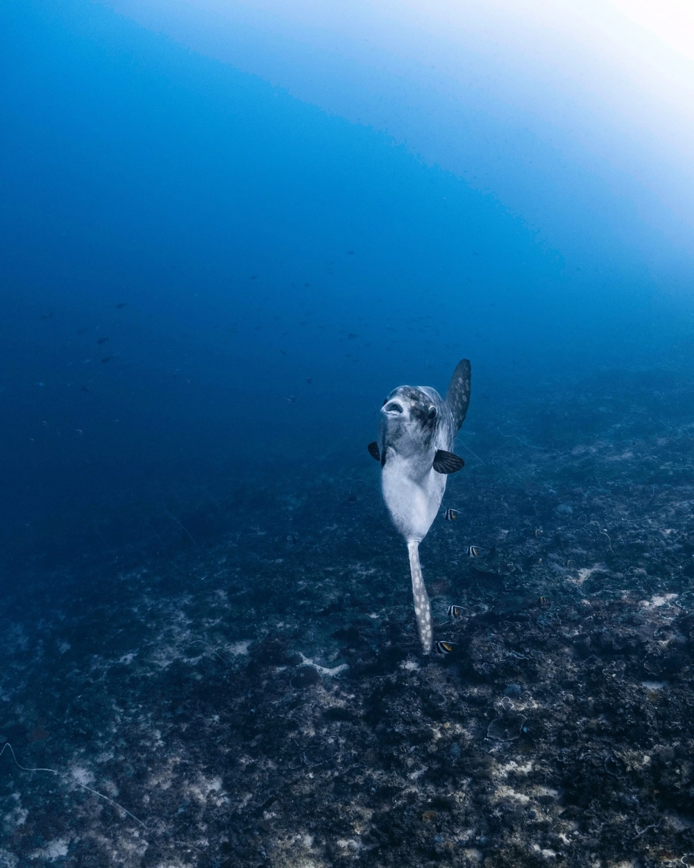 Thân hình dẹt độc đáo của loài cá Mặt Trăng