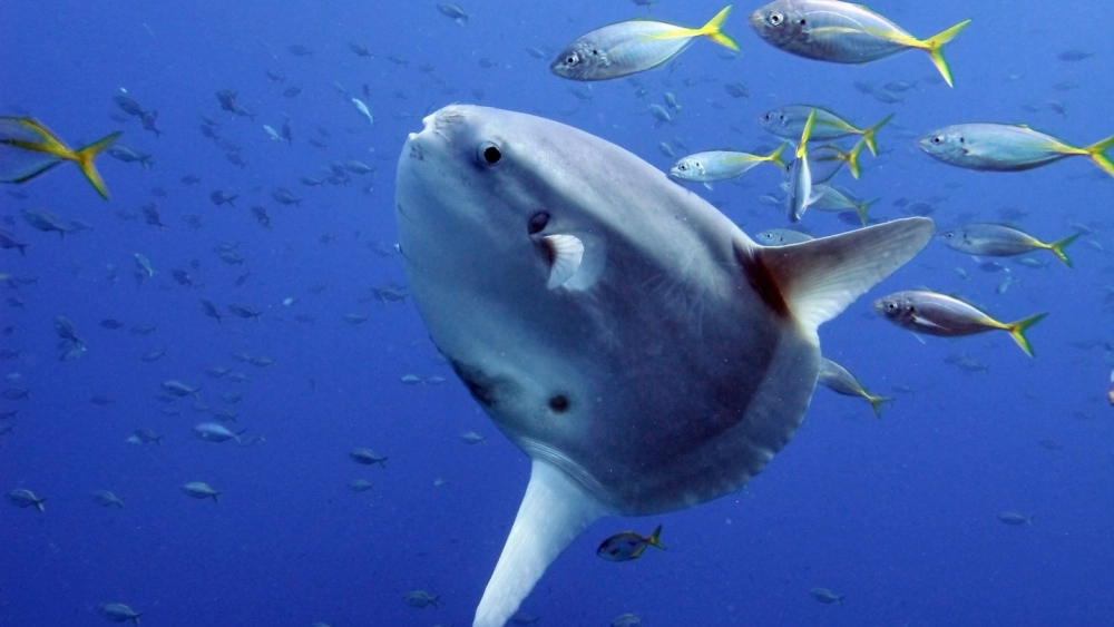 Cách cá Mặt Trăng chuyển động trong nước