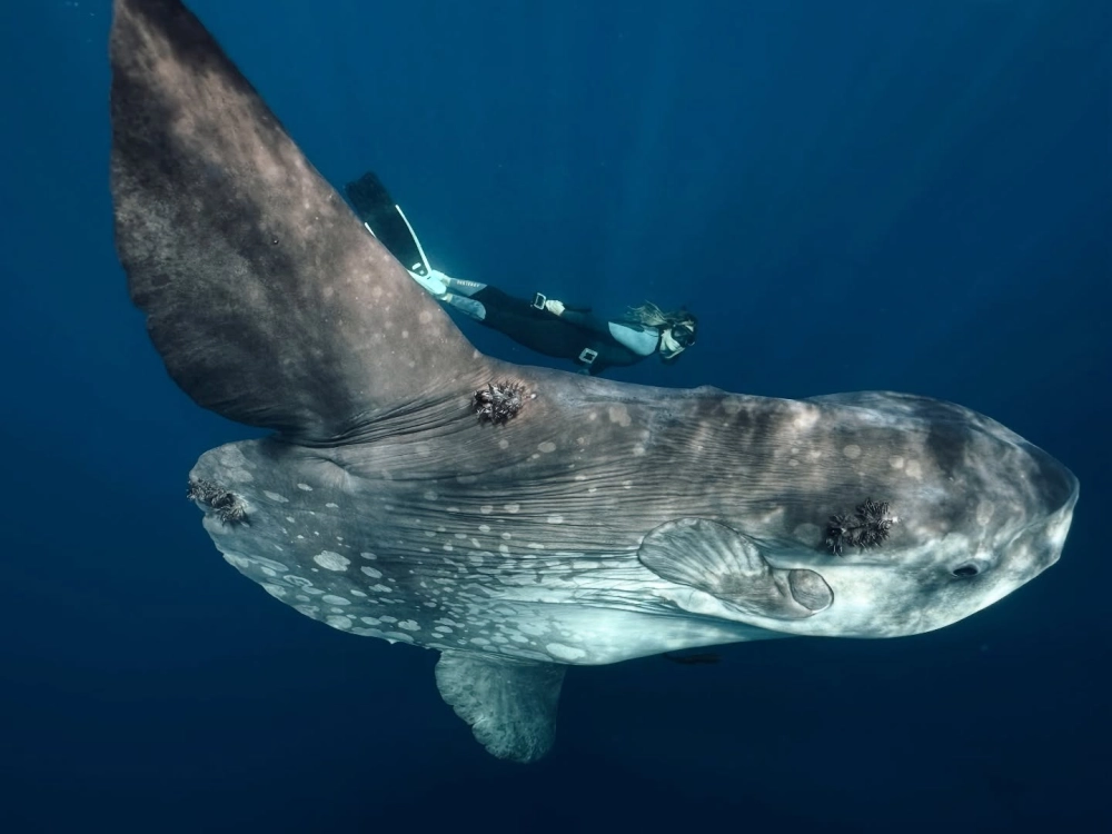 Cấu tạo vây lưng đặc biệt của loài cá Mặt Trăng