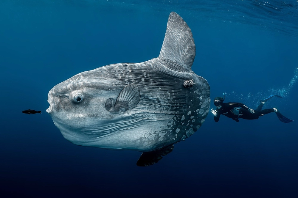 Hình ảnh cá Mặt Trăng khổng lồ bên thợ lặn