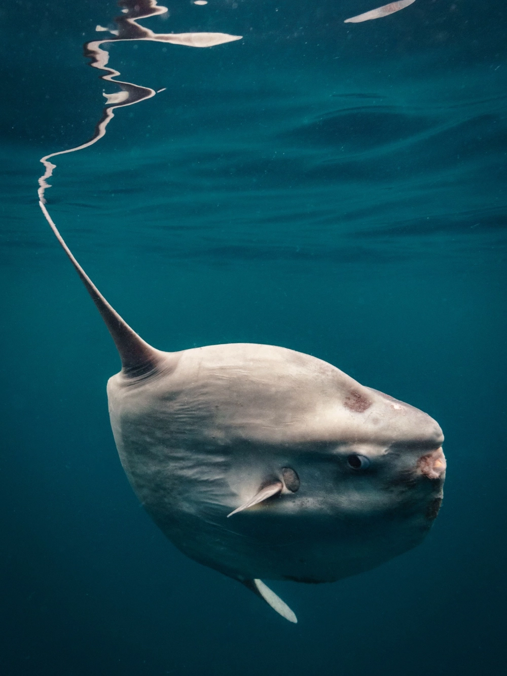 Vẻ đẹp bình yên của cá Mặt Trăng giữa biển khơi