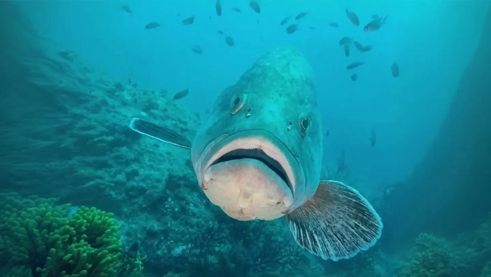 Cá mú bơi ngược dòng nước xiết giữa những ghềnh đá ngầm