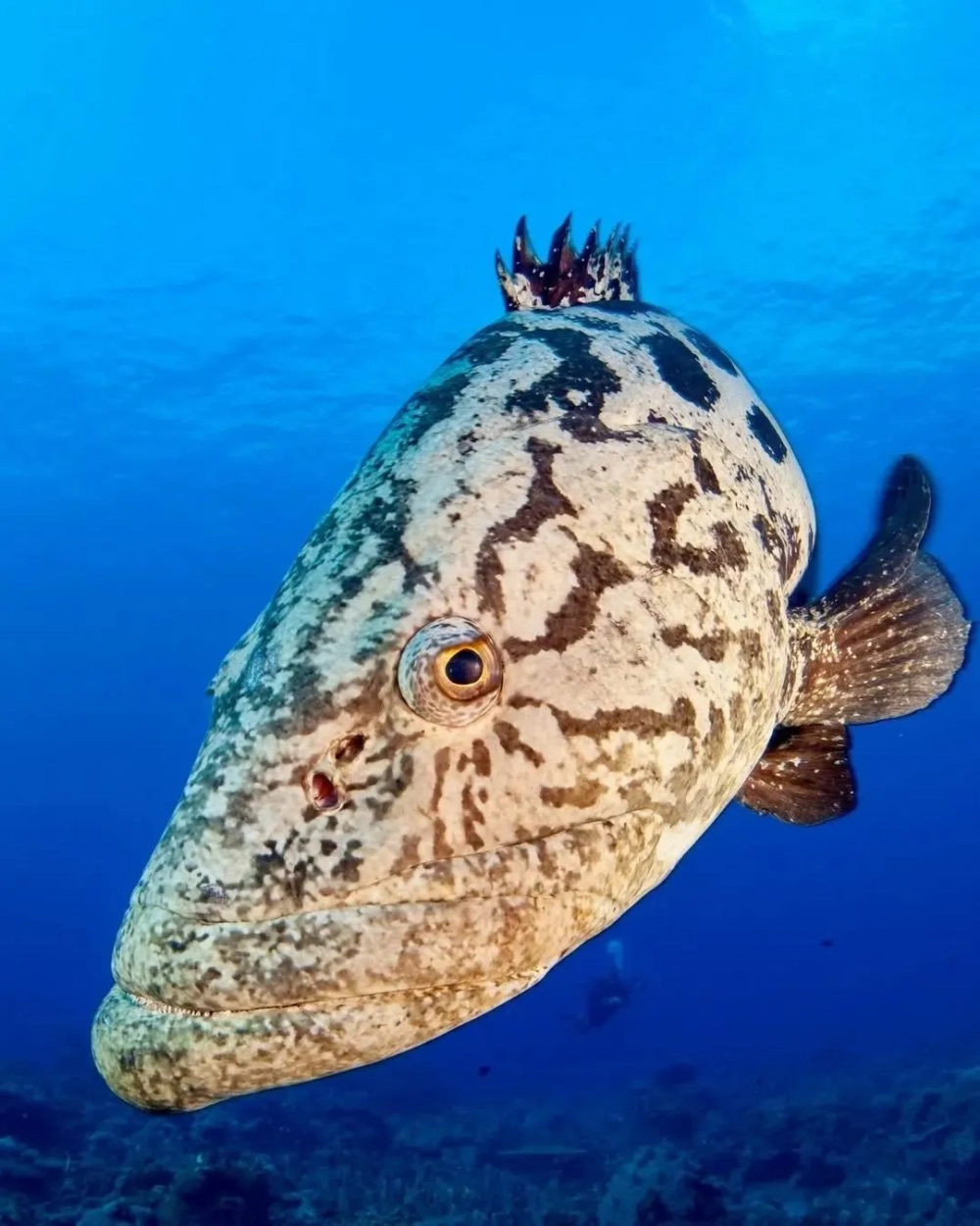 Cá mú nghệ bơi lội thong dong bên rạn san hô rực rỡ sắc màu