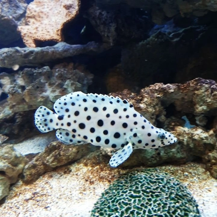 Sự tương phản màu sắc giữa cá mú và các loài cá nhỏ xung quanh