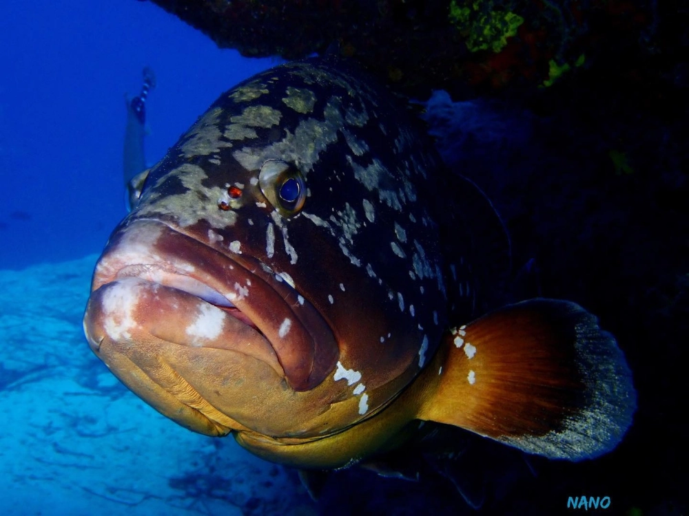 Những đường nét uốn lượn mềm mại của vây cá mú khi di chuyển