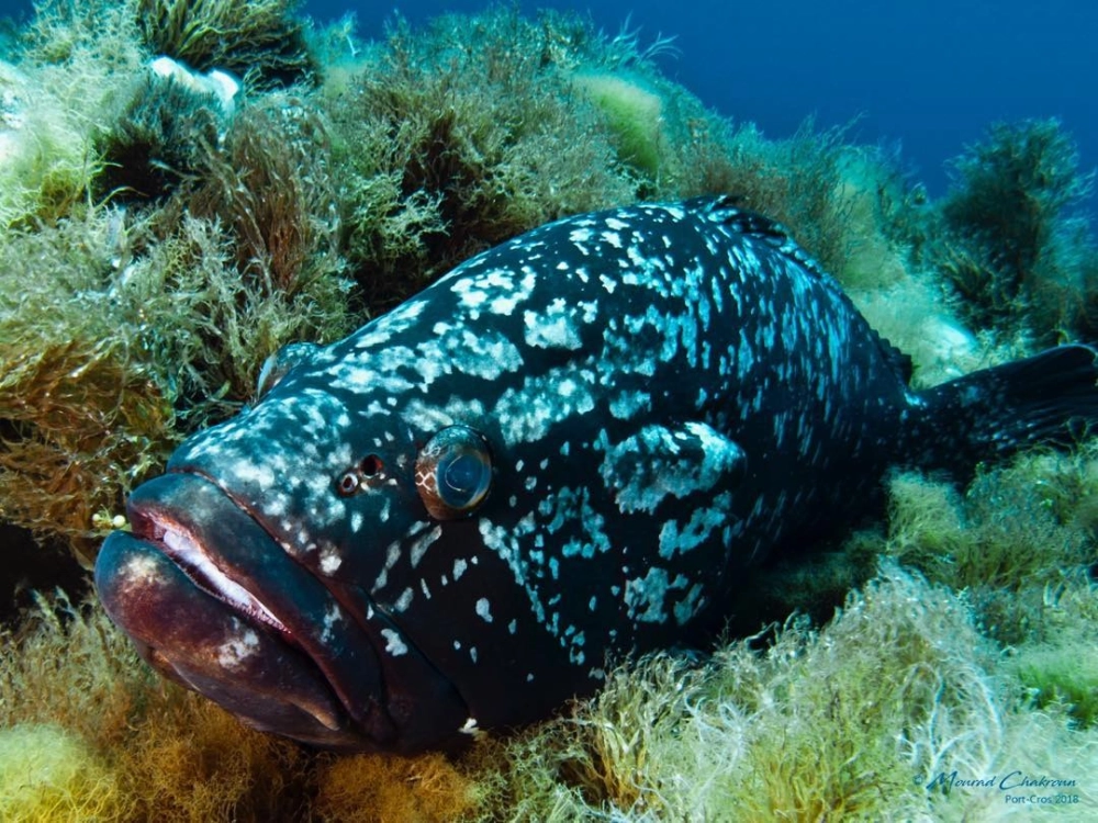 Chân dung cá mú nghệ với kích thước to lớn đầy ấn tượng