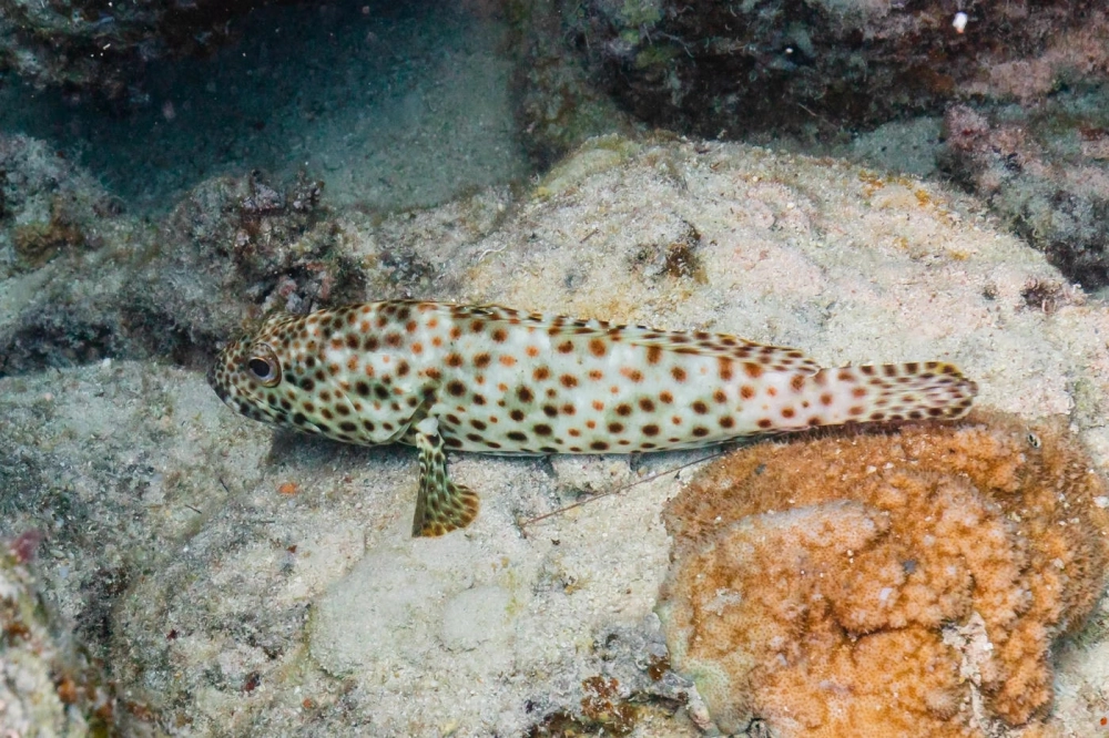 Cá mú cọp ẩn mình khéo léo trong các hốc đá dưới biển