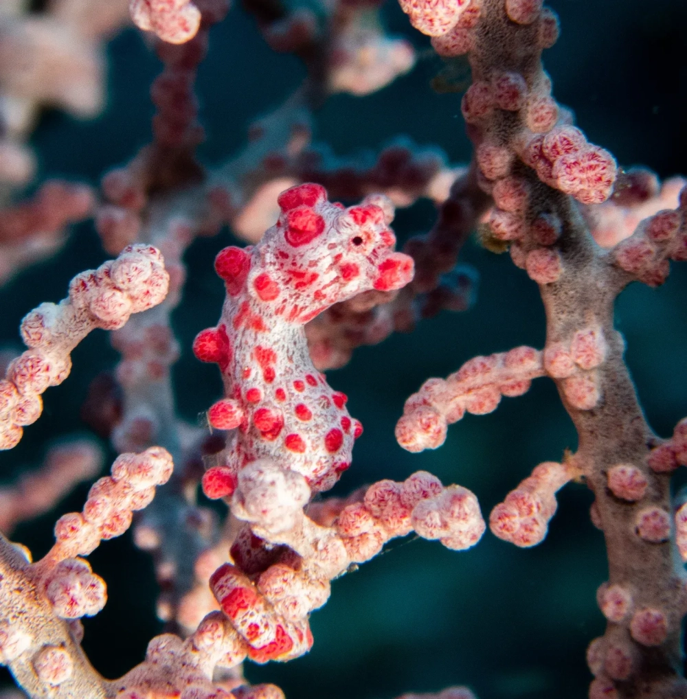 Chú cá ngựa vàng rực rỡ bám chặt vào nhánh san hô dưới đáy biển