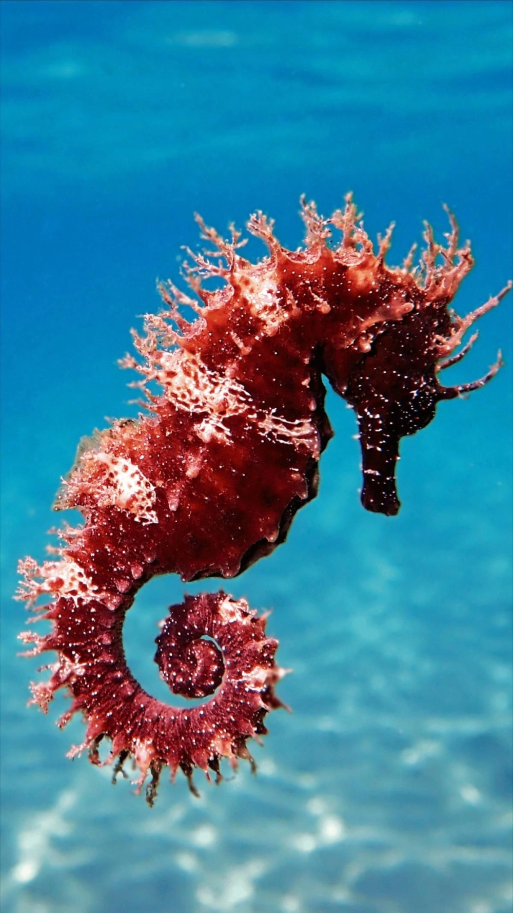 Ảnh chụp cá ngựa dưới ánh sáng xanh huyền ảo của biển sâu