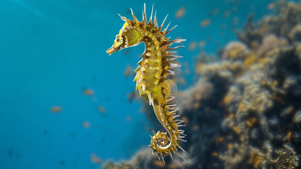 Cấu trúc cơ thể đặc biệt của loài cá ngựa vùng nhiệt đới