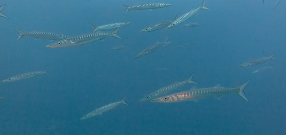 Tìm hiểu cá nhồng ăn gì qua khoảnh khắc săn mồi