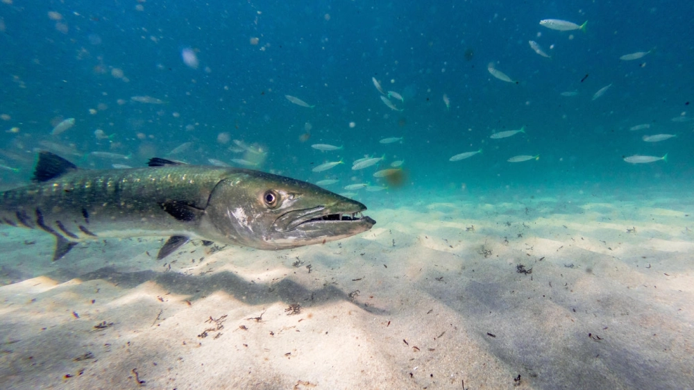 Kích thước cá nhồng khổng lồ so với con người