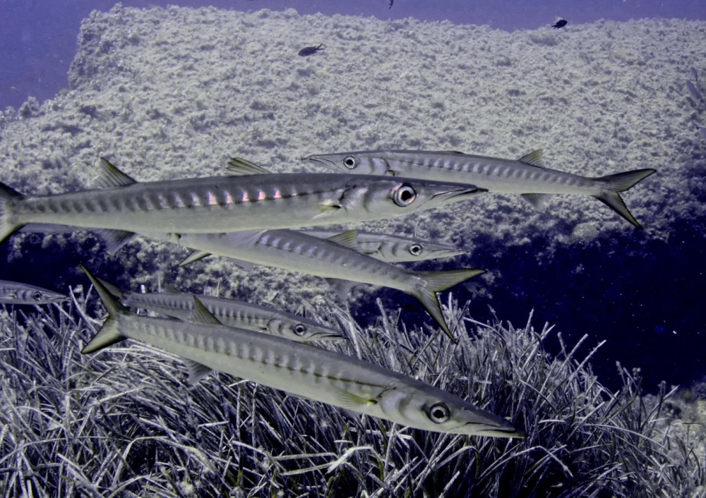 Cá nhồng có tấn công người không khi gặp thợ lặn